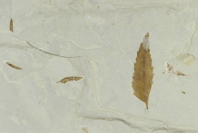 Fossil Leaf Plate (Salix and Mimosites) - Green River Formation, Utah #118006